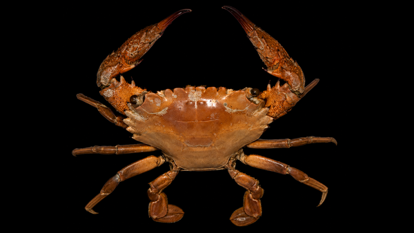 Asian Paddle Crab (Charybdis japonica) | Preserved Crab Specimen | Real Marine Swimming Crab