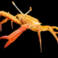 Blunt-tooth Swimming Crab (Callinectes bocourti) | Preserved Crab Specimen | Real Marine Crab