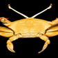 Blunt-tooth Swimming Crab (Callinectes bocourti) | Preserved Crab Specimen | Real Marine Crab
