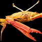 Blunt-tooth Swimming Crab (Callinectes bocourti) | Preserved Crab Specimen | Real Marine Crab
