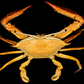 Blunt-tooth Swimming Crab (Callinectes bocourti) | Preserved Crab Specimen | Real Marine Crab