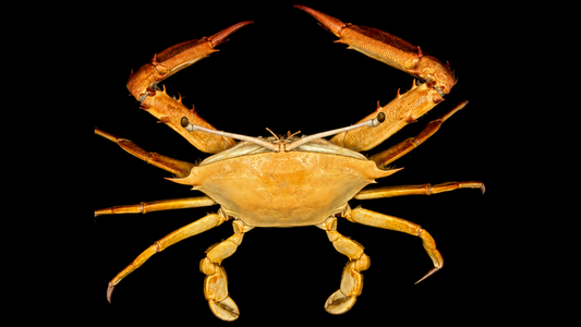 Blunt-tooth Swimming Crab (Callinectes bocourti) | Preserved Crab Specimen | Real Marine Crab