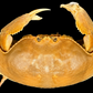 Giant Red-spotted Box Crab (Calappa calappa) | Preserved Crab Specimen | Real Marine Crab