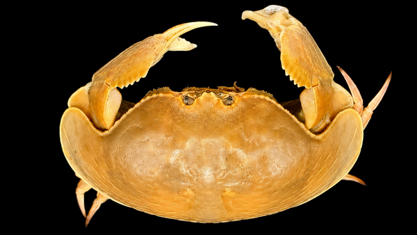 Giant Red-spotted Box Crab (Calappa calappa) | Preserved Crab Specimen | Real Marine Crab
