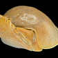 Giant Red-spotted Box Crab (Calappa calappa) | Preserved Crab Specimen | Real Marine Crab