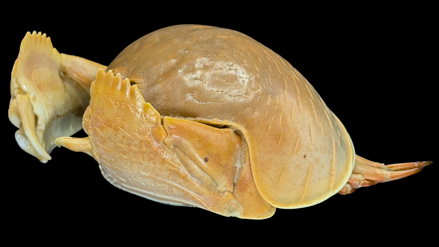 Giant Red-spotted Box Crab (Calappa calappa) | Preserved Crab Specimen | Real Marine Crab