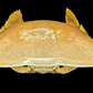 Giant Red-spotted Box Crab (Calappa calappa) | Preserved Crab Specimen | Real Marine Crab