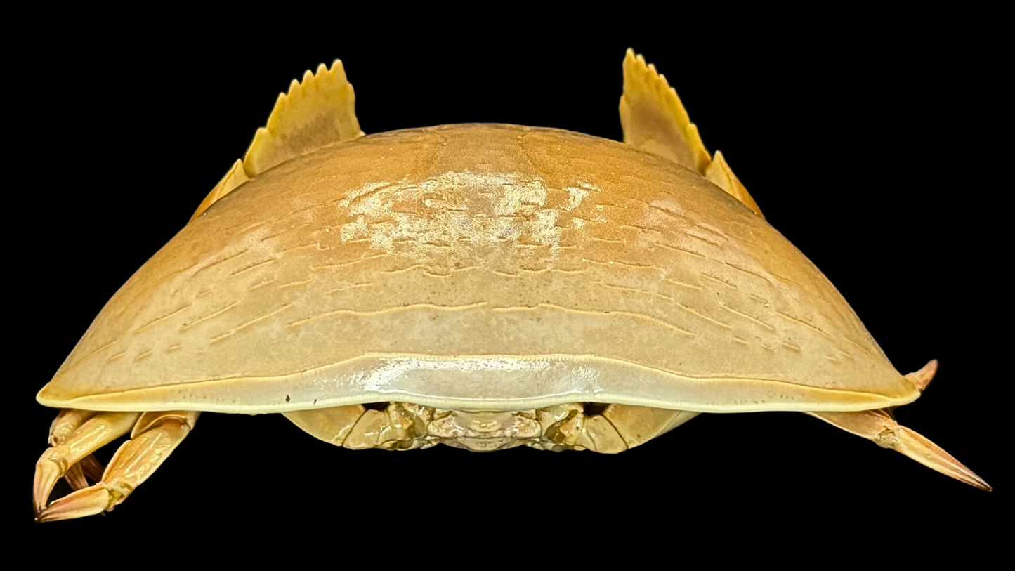 Giant Red-spotted Box Crab (Calappa calappa) | Preserved Crab Specimen | Real Marine Crab