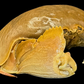 Giant Red-spotted Box Crab (Calappa calappa) | Preserved Crab Specimen | Real Marine Crab
