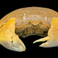Giant Red-spotted Box Crab (Calappa calappa) | Preserved Crab Specimen | Real Marine Crab