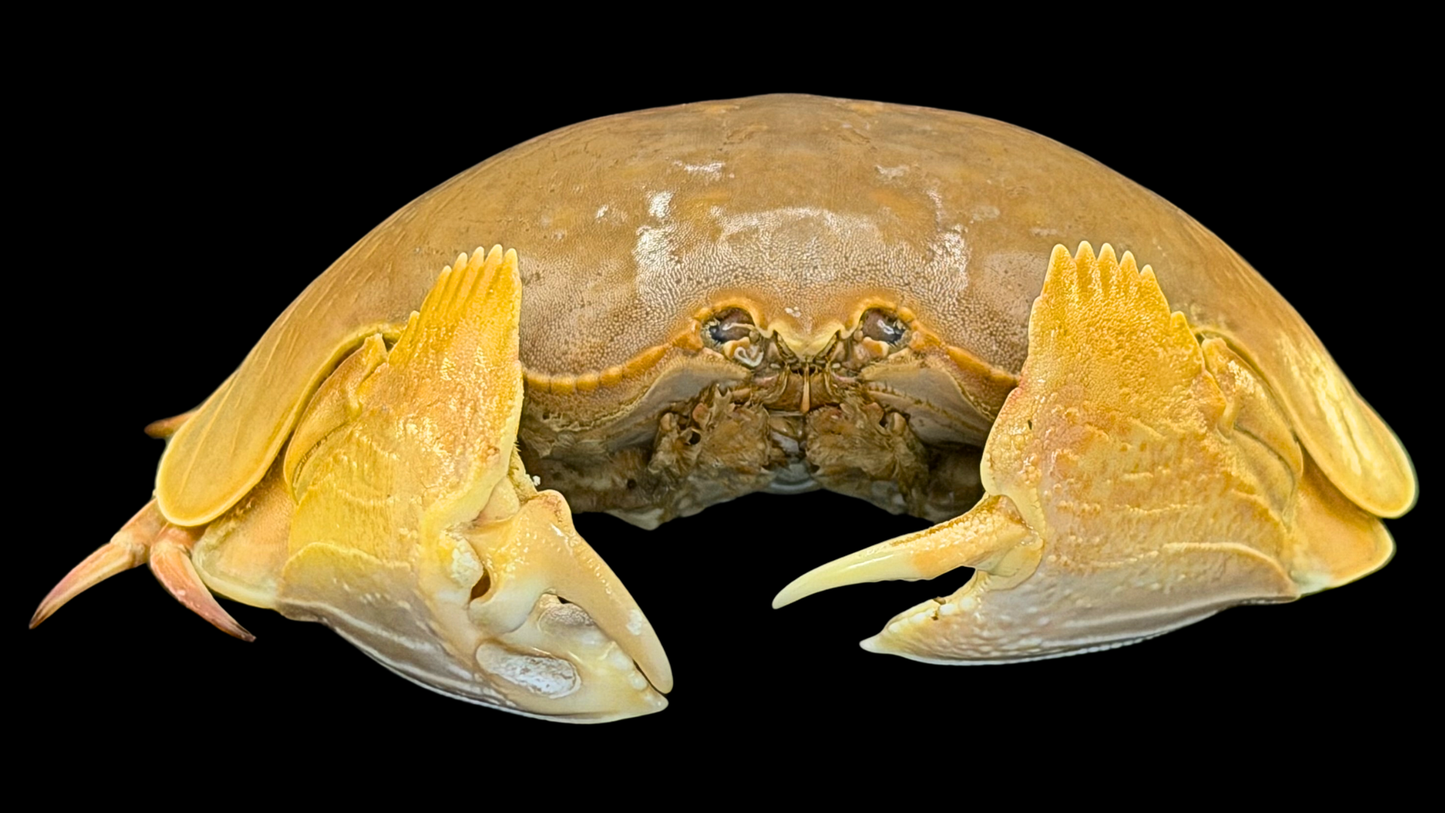 Giant Red-spotted Box Crab (Calappa calappa) | Preserved Crab Specimen | Real Marine Crab