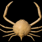 Box Crab (Randallia eburnea) | Preserved Crab Specimen | Real Marine Crab