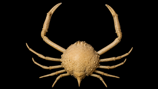 Box Crab (Randallia eburnea) | Preserved Crab Specimen | Real Marine Crab