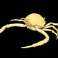 Box Crab (Randallia eburnea) | Preserved Crab Specimen | Real Marine Crab