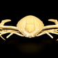Box Crab (Randallia eburnea) | Preserved Crab Specimen | Real Marine Crab