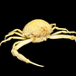Box Crab (Randallia eburnea) | Preserved Crab Specimen | Real Marine Crab
