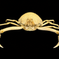 Box Crab (Randallia eburnea) | Preserved Crab Specimen | Real Marine Crab