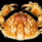 Red-spotted Box Crab (Calappa calappa) | Preserved Crab Specimen | Real Marine Crab
