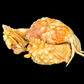 Red-spotted Box Crab (Calappa calappa) | Preserved Crab Specimen | Real Marine Crab