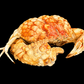 Red-spotted Box Crab (Calappa calappa) | Preserved Crab Specimen | Real Marine Crab