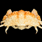 Red-spotted Box Crab (Calappa calappa) | Preserved Crab Specimen | Real Marine Crab