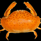 Red-spotted Box Crab (Calappa calappa) | Smooth Preserved Crab Specimen | Real Marine Crab
