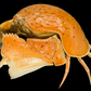 Red-spotted Box Crab (Calappa calappa) | Smooth Preserved Crab Specimen | Real Marine Crab