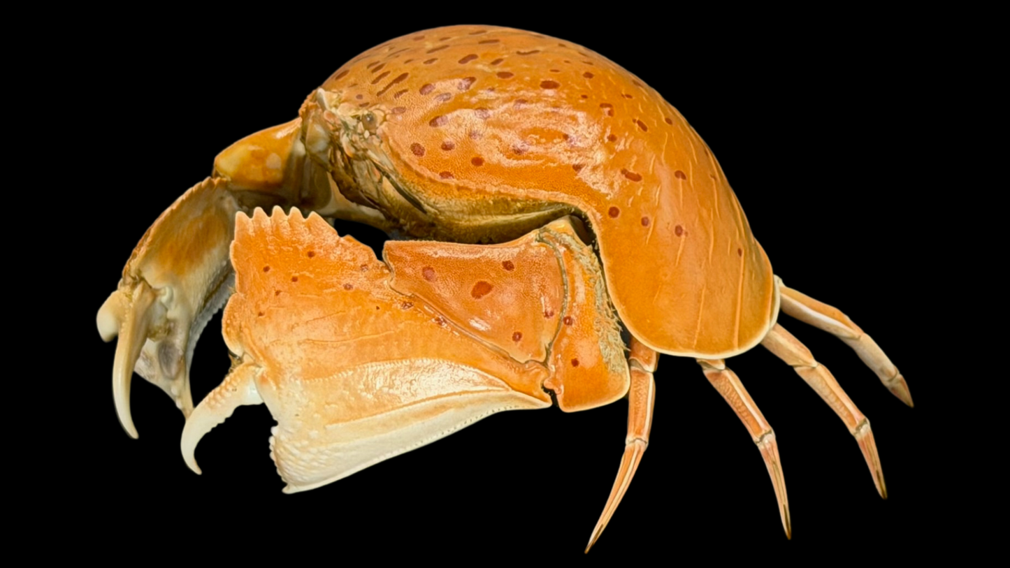 Red-spotted Box Crab (Calappa calappa) | Smooth Preserved Crab Specimen | Real Marine Crab