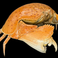 Red-spotted Box Crab (Calappa calappa) | Smooth Preserved Crab Specimen | Real Marine Crab