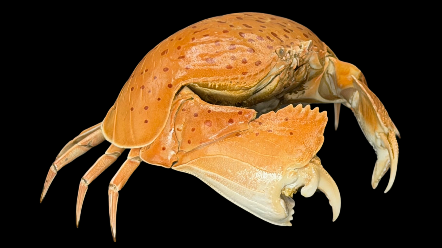 Red-spotted Box Crab (Calappa calappa) | Smooth Preserved Crab Specimen | Real Marine Crab