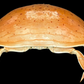 Red-spotted Box Crab (Calappa calappa) | Smooth Preserved Crab Specimen | Real Marine Crab