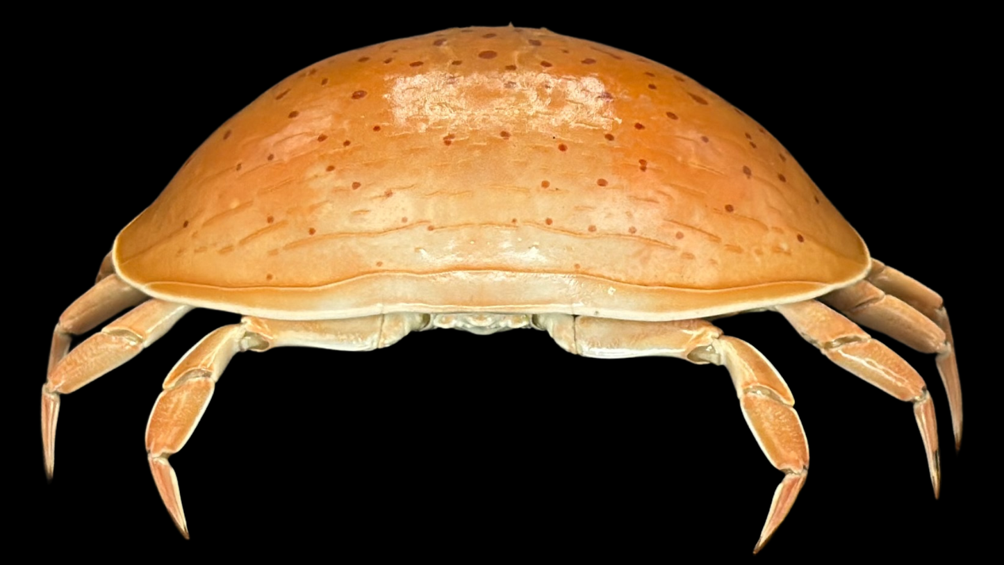 Red-spotted Box Crab (Calappa calappa) | Smooth Preserved Crab Specimen | Real Marine Crab