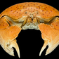 Red-spotted Box Crab (Calappa calappa) | Smooth Preserved Crab Specimen | Real Marine Crab