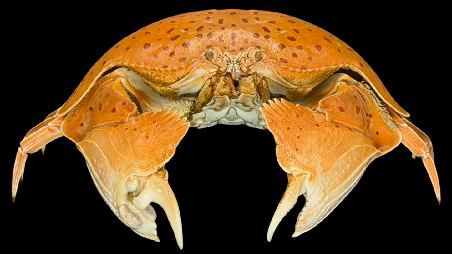 Red-spotted Box Crab (Calappa calappa) | Smooth Preserved Crab Specimen | Real Marine Crab