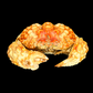 Red-spotted Box Crab (Calappa calappa) | Preserved Crab Specimen | Real Marine Crab