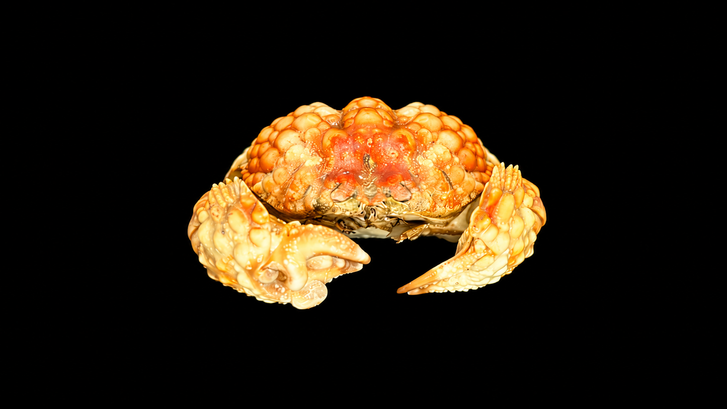 Red-spotted Box Crab (Calappa calappa) | Preserved Crab Specimen | Real Marine Crab