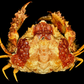Red-spotted Box Crab (Calappa gallus) | Rough Preserved Crab Specimen | Real Marine Crab