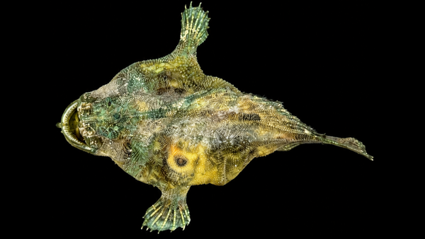 Broadhead Goosefish (Lophiomus setigerus) | Preserved Fish Specimen | Real Anglerfish