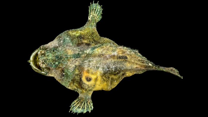 Broadhead Goosefish (Lophiomus setigerus) | Preserved Fish Specimen | Real Anglerfish
