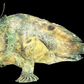 Broadhead Goosefish (Lophiomus setigerus) | Preserved Fish Specimen | Real Anglerfish