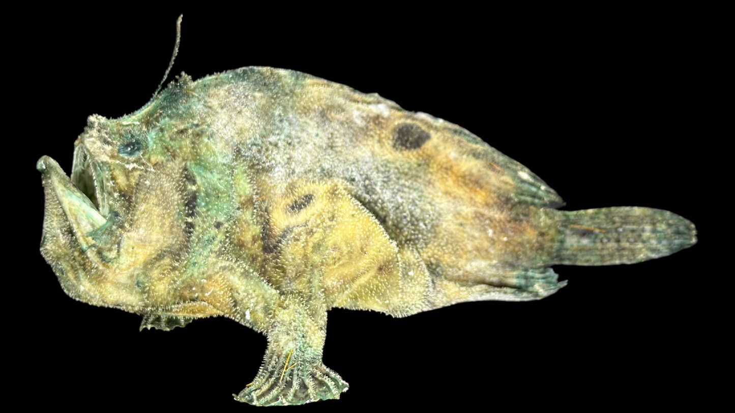 Broadhead Goosefish (Lophiomus setigerus) | Preserved Fish Specimen | Real Anglerfish