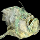 Broadhead Goosefish (Lophiomus setigerus) | Preserved Fish Specimen | Real Anglerfish