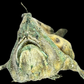 Broadhead Goosefish (Lophiomus setigerus) | Preserved Fish Specimen | Real Anglerfish