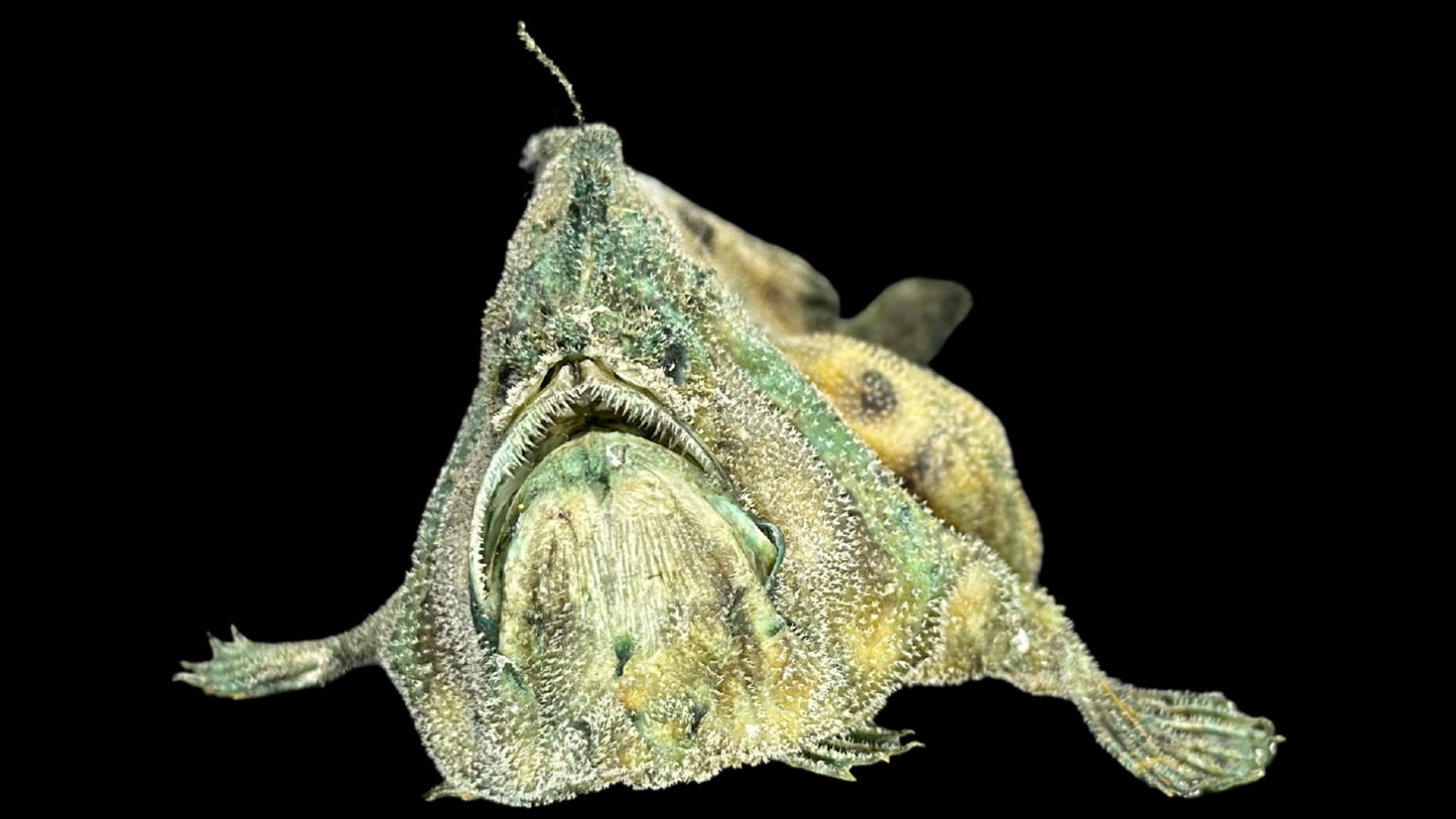 Broadhead Goosefish (Lophiomus setigerus) | Preserved Fish Specimen | Real Anglerfish