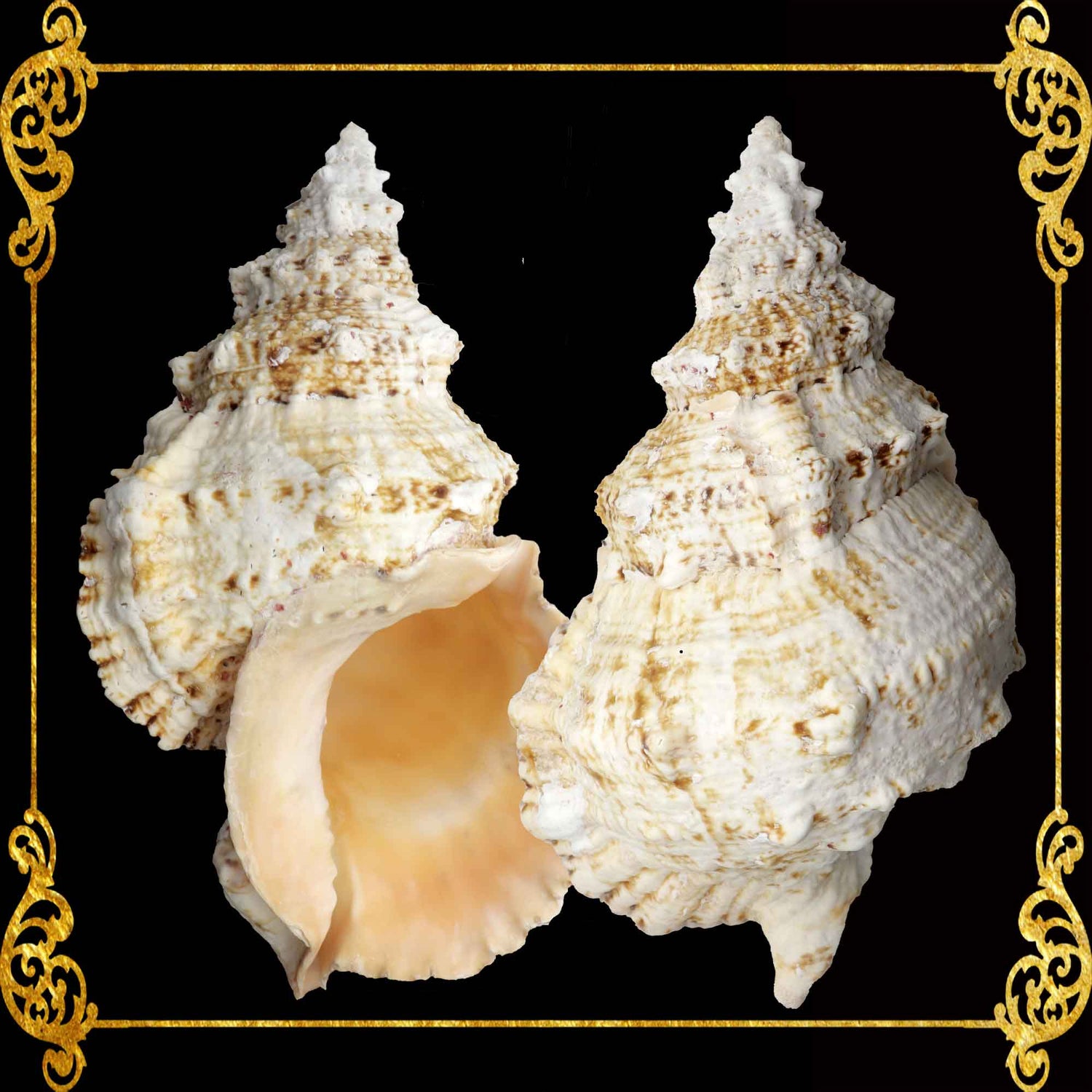XLarge Shells