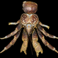 Coconut Crab (Birgus latro) | Preserved Crab Specimen | Real Robber Crab