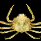 Contracted Crab (Hyas coarctatus) | Preserved Crab Specimen | Real Marine Crab