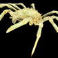 Contracted Crab (Hyas coarctatus) | Preserved Crab Specimen | Real Marine Crab