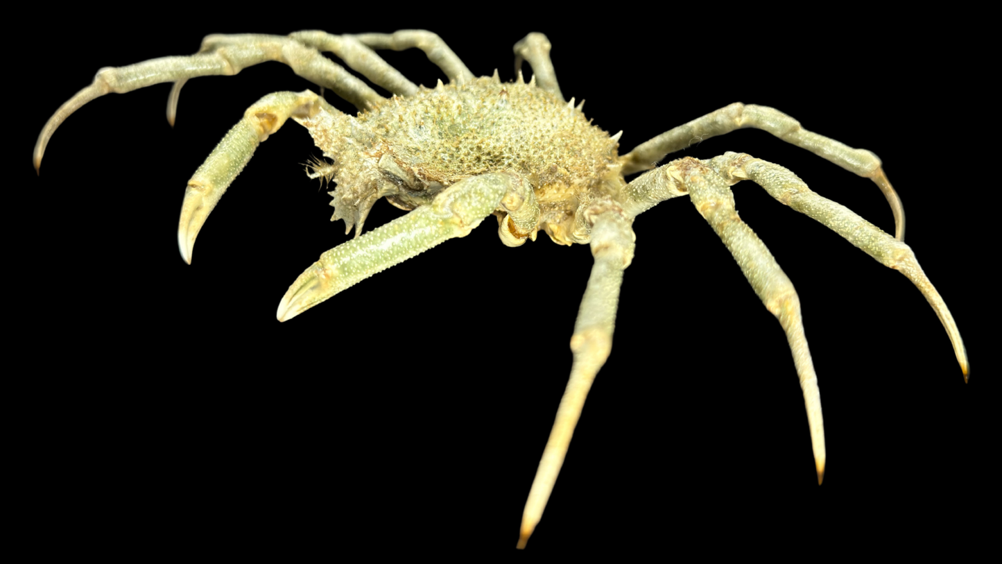 Contracted Crab (Hyas coarctatus) | Preserved Crab Specimen | Real Marine Crab