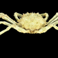 Contracted Crab (Hyas coarctatus) | Preserved Crab Specimen | Real Marine Crab